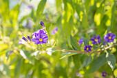 Solanum rantonnetii