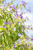 Solanum rantonnetii