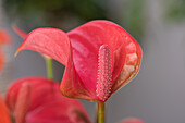 Anthurium x andreanum, pink