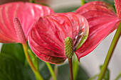 Anthurium x andreanum, pink