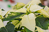 Euphorbia pulcherrima, white