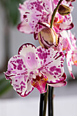 Phalaenopsis Magic Art