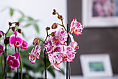 Phalaenopsis Magic Art
