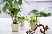 Mini green plants