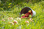 Apples in a bucket