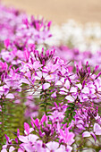 Cleome 'Señorita Rosalita'(s)