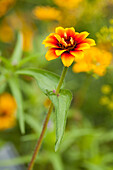 Zinnia elegans