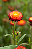 Helichrysum bracteatum, rot