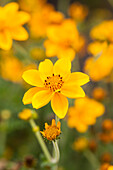 Bidens ferulifolia 'Yellow Charm'