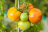 Solanum lycopersicum 'Marmande'