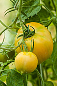 Solanum lycopersicum 'Montfavet'