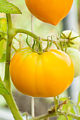 Solanum lycopersicum, yellow