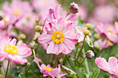 Anemone hupehensis, pink