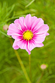 Cosmos bipinnatus, pink