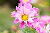 Cosmos bipinnatus Double Click