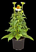 Echinacea purpurea, white