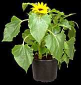 Helianthus annuus