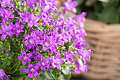 Campanula portenschlagiana 'Royal'