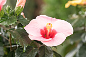 Hibiscus rosa-sinensis, pink