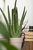 Sansevieria cylindrica