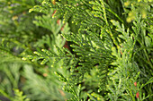 Thuja plicata 'Atrovirens'