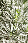 Lavandula angustifolia, strain