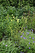 Aconitum lycoctonum ssp. neapolitanum