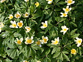 Anemone nemorosa