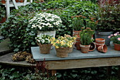 Arrangement with potted plants