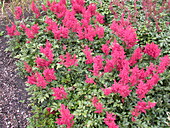 Astilbe japonica 'Montgomery'