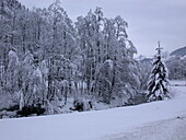 Stream in the snow