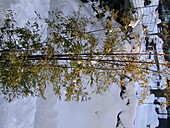 Bamboo in the snow