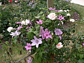 Bed rose and clematis