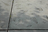 Concrete slabs with leaf pattern