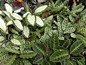 Calathea