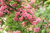 Crataegus laevigata 'Paul's Scarlet'