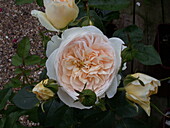 Englische Rose, cremeweiß-rosa