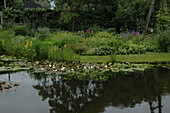 Garden pond with water lilies