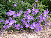 Geranium sanguineum, purple