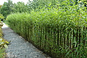 green willow fence