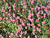 Helianthemum cultorum, red