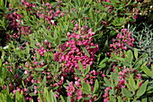 Kalmia latifolia