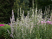 Salvia superba