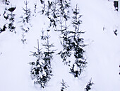 Koniferen im Schnee