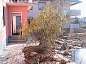 Corylus avellana 'Contorta' tree