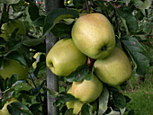 Malus domestica 'Bell apple