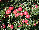 Malus domestica 'Ecolette'(s)