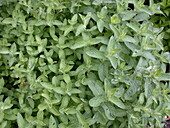 Mentha