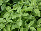 Mentha