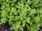 Mentha species 'Jokka'